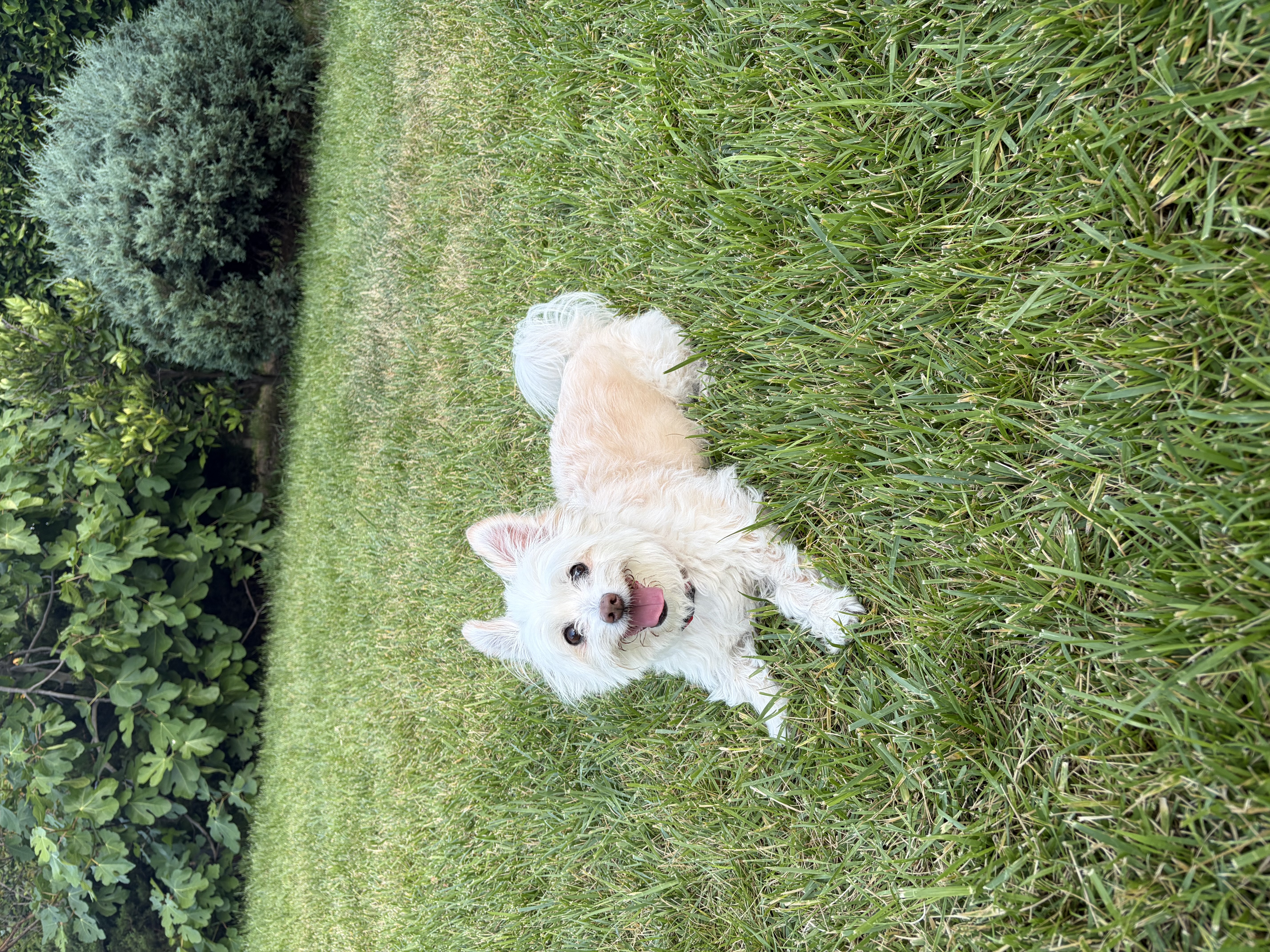 Bailey